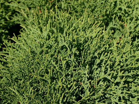 туя шаровидная тини тим маленька