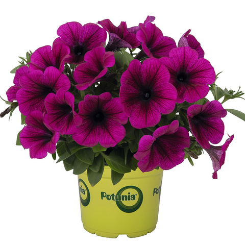 32304 ПЕТУНИЯ POTUNIA PURPLE