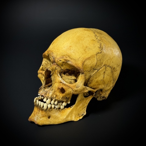 Череп человека мужской (анатомическая модель)