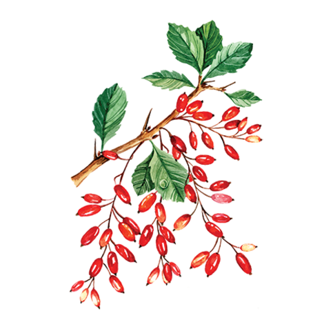 Сироп Барбарис ProffSyrup