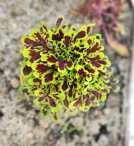 Лесной мох ES колеус