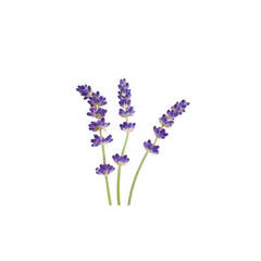 CdS. Лаванда (Lavender) Family Size – 100 ml