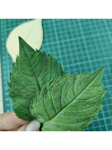 Молды пластиковые листья универсальные 3шт