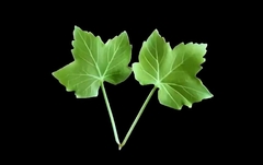 Силиконовый молд 