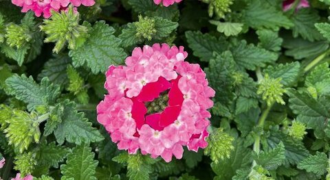 15120 Вербена LA Piunk Bicolor (Весна 2026)