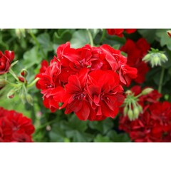 3121 Пеларгония плющелистная ATLANTIC RED  (Весна 2026)