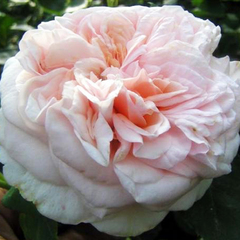 Роза парковая Клэр Роуз 