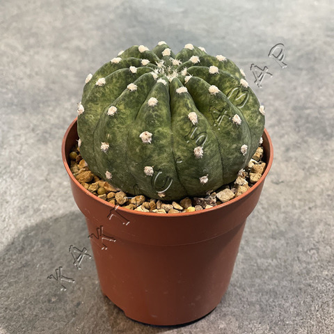 Эхинопсис Субденудата Вариегата d9