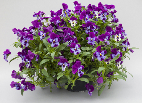 S2606 Виола ампельная Freefall XL Purple face 3шт.