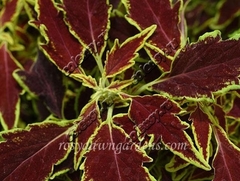 Serrano колеус КСР