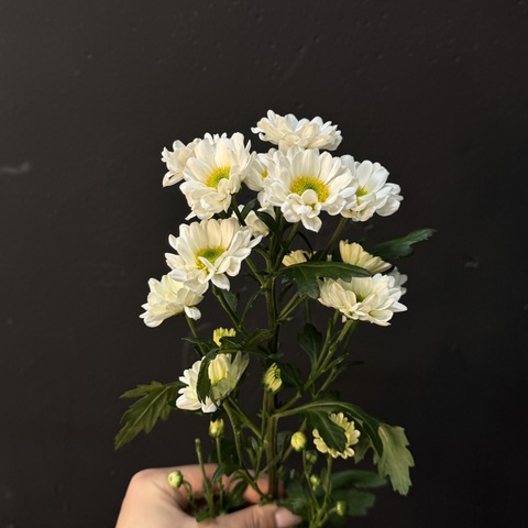 Хризантема кустовая ромашковая 50 см 1 шт