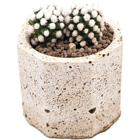 Маммилярия Грацилис Оруга