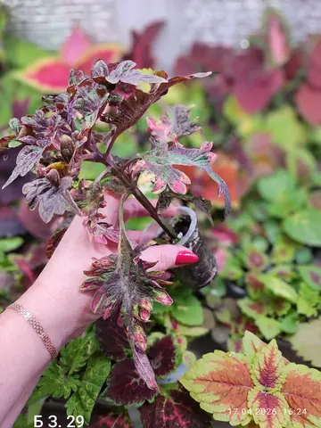 БЗ. 29 колеус