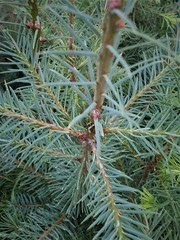 Teofrast Псевдотсуга тисолистная сизая Pseudotsuga menziesii Glauca