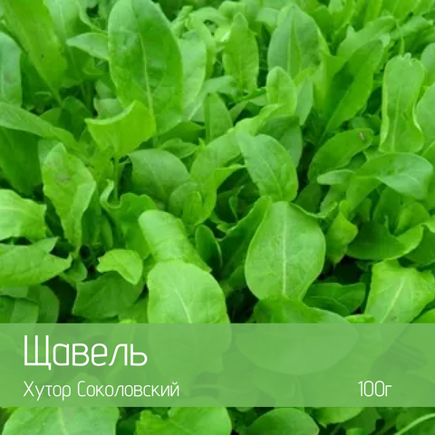 Щавель