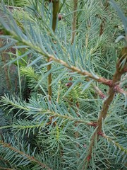 Teofrast Псевдотсуга тисолистная сизая Pseudotsuga menziesii Glauca