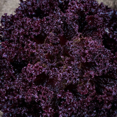 Революция семена салата лолло росса (Nunhems / Нюнемс)