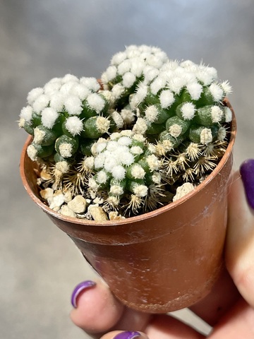 Маммиллярия Грацилис Аризона Сноу d5