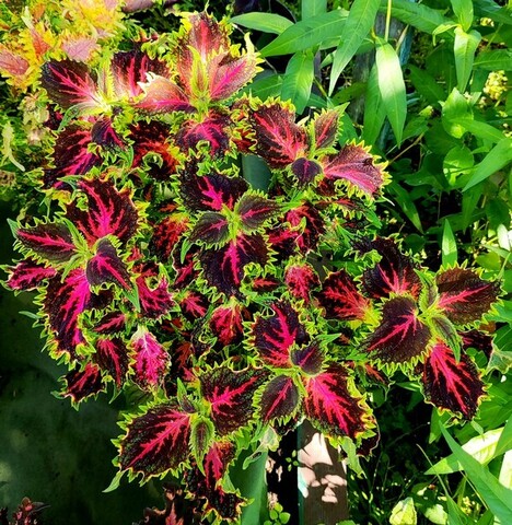 Аллегро колеус КСР