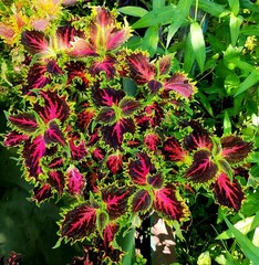 Аллегро колеус КСР