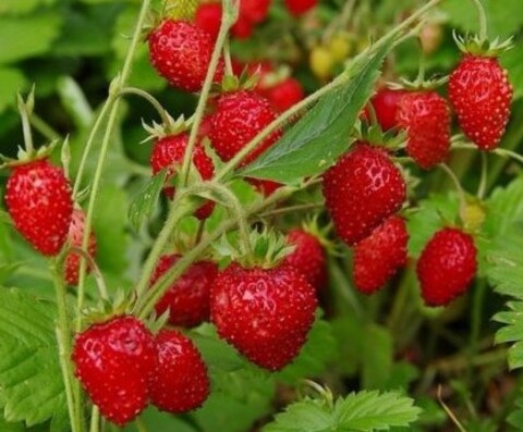 Земляника Али-Баба ремонтантная безусая