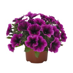 32285 Петуния SWEETUNIA PURPLE GEM