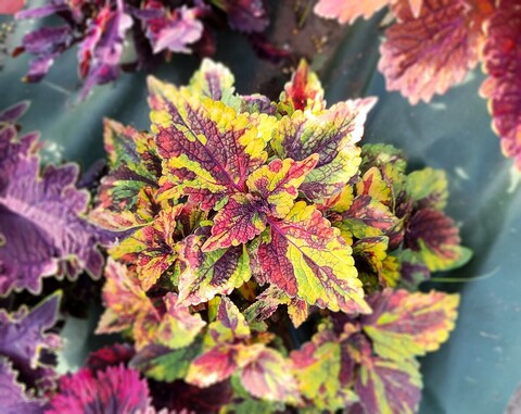 Wild Rose Тай колеус КСР