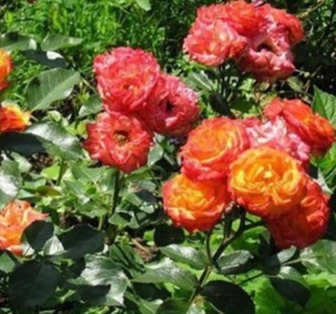 Роза спрей Саммер Денс