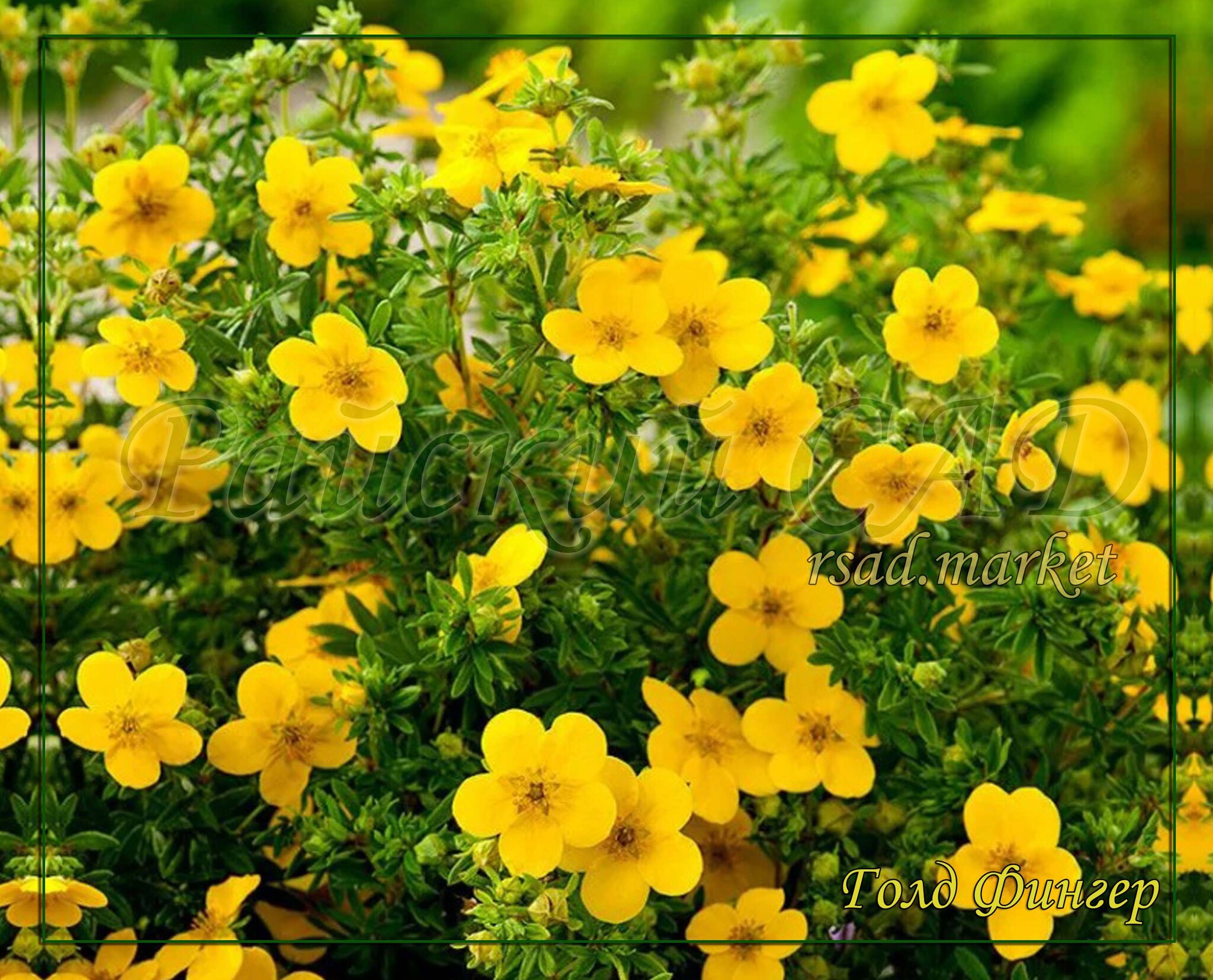 Лапчатник. Лапчатка кустарниковая Goldfinger. Лапчатка кустарниковая Potentilla fruticosa “Goldfinger”. Лапчатка кустарниковая Абботсвуд. Лапчатка кустарниковая Элизабет.