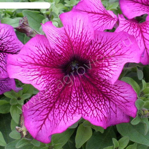 S60172 Петуния кустовая Prism Plum Sundae 10 шт.