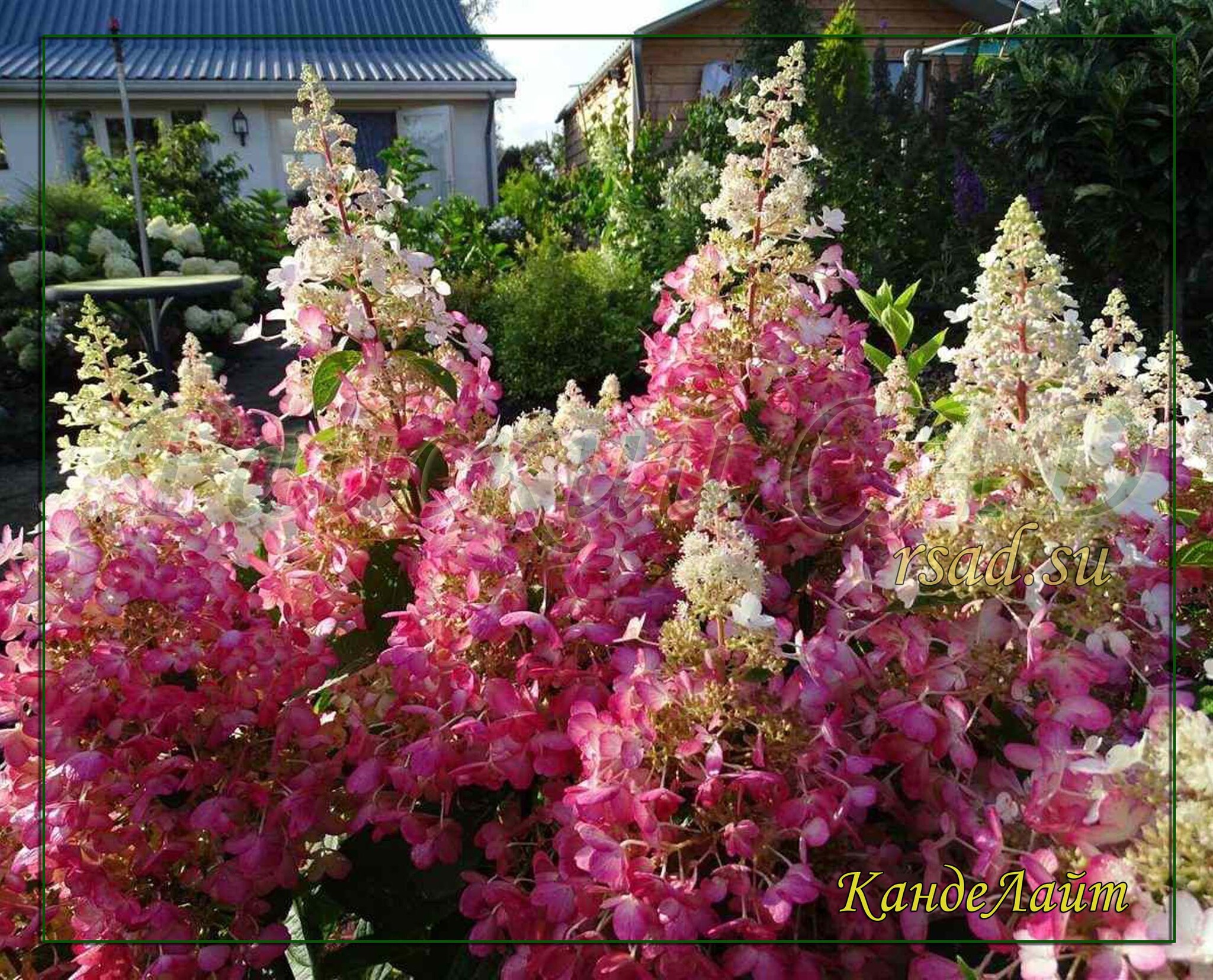 Канделайт. Канделайт. Канделайт. Канделайт. Канделайт.