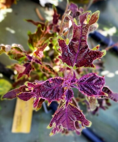 Ночной дозор ТТ колеус