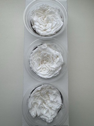 Роза сортовая 7-8см Белый (цена за 3шт)