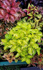 Tickled Lime колеус КСР