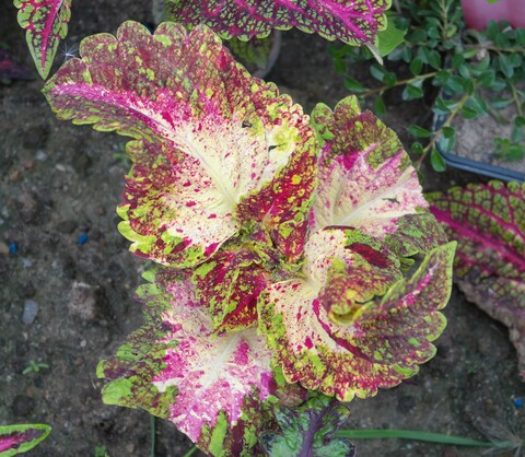 Лазурит колеус КСР