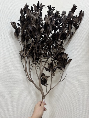 Ветка Бейберри / Восковница 70-75см (легкая стабилизация)