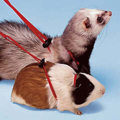 Ferplast поводок NY ROD для хорьков и морcких свинок