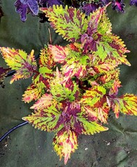 Яся Тай колеус