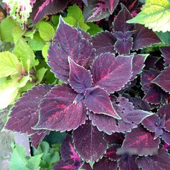 Баллада UO колеус КСР