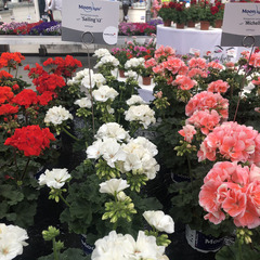 2814 Пеларгония зональная MOONLIGHT SAILING 12 (Весна 2026)