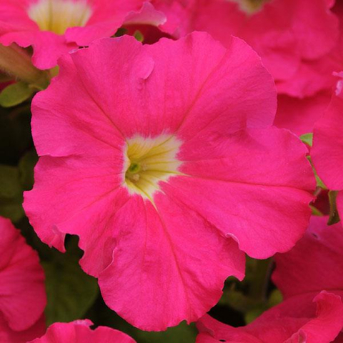 S6064 Петуния кустовая Grandiflora DREAMS ROSE 100 шт.