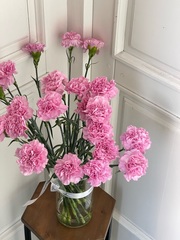 Диантус в розовом оттенке