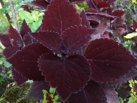 Velvet Lace