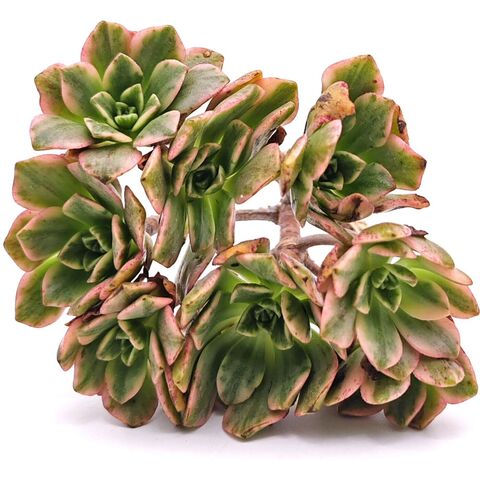 Суккулент Эониум Свит Тии кластер (черенок) фото 3