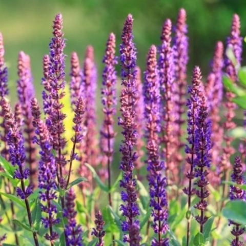 Шалфей дубравный, гидролат дикорастущих растений