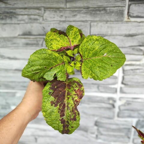 Джанго ОП колеус