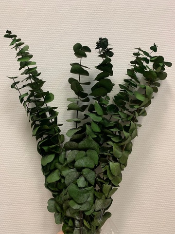 Эвкалипт Бейби блу Зелёный 70см (10 шт в упак.)