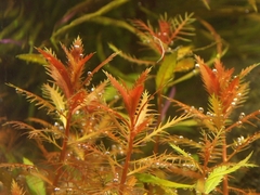 ПРОЗЕРПИНАКА ПАЛЮСТРИС (Proserpinaca palustris) меристемная