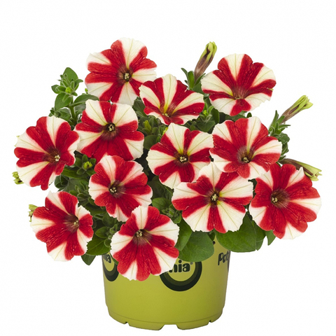 32315 ПЕТУНИЯ POTUNIA RED STAR