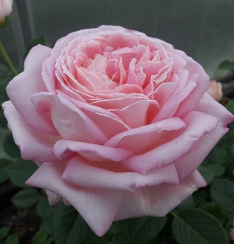 Эмейзинг Грейс (Amazing Grace)